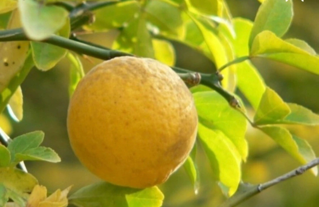 d_j8hUd018svc2gwasdgrat1a_bs5d46.jpg?type=e1920_std