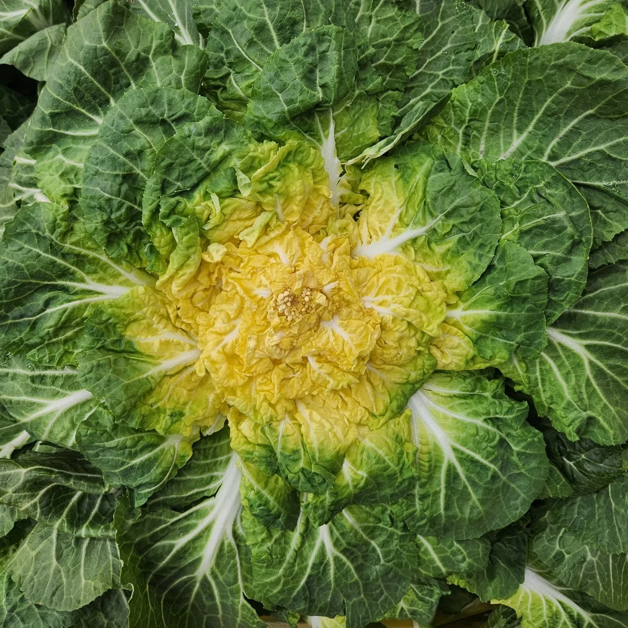 1_e5hUd018svc1o6jf1c6ex5na_bs5d46.jpg?type=e1920_std