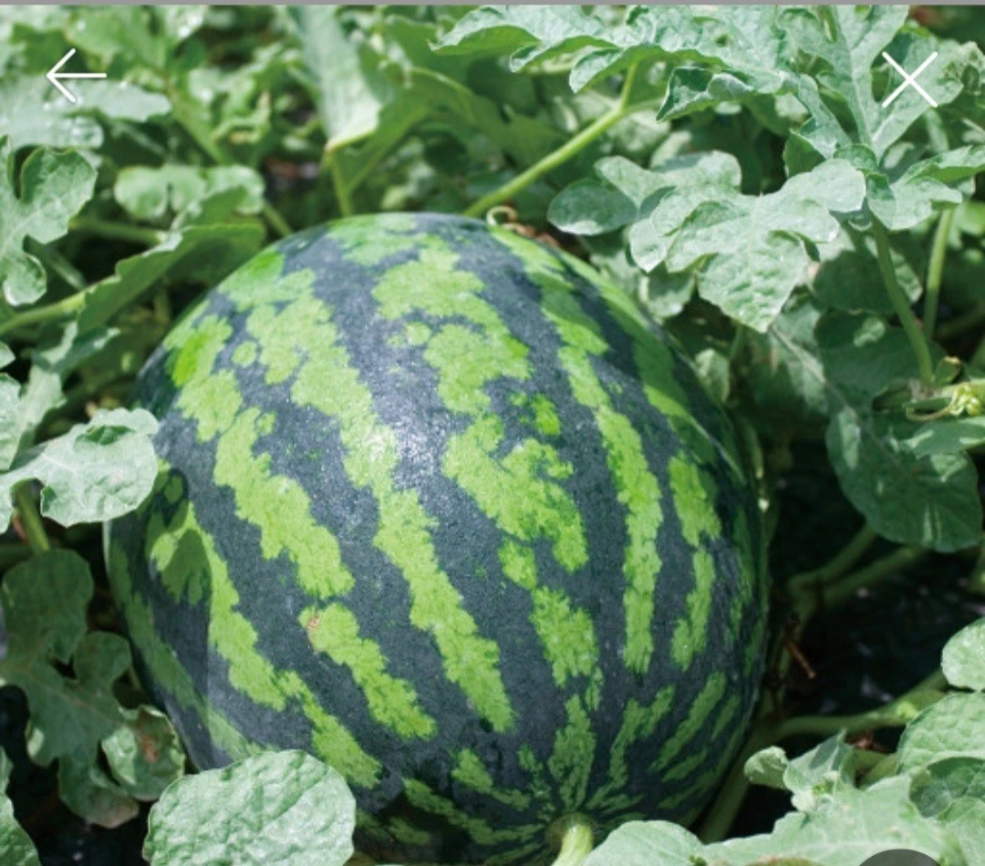 4_2f2Ud018svc67mkaysl2rsm_bs5d46.jpg?type=e1920_std