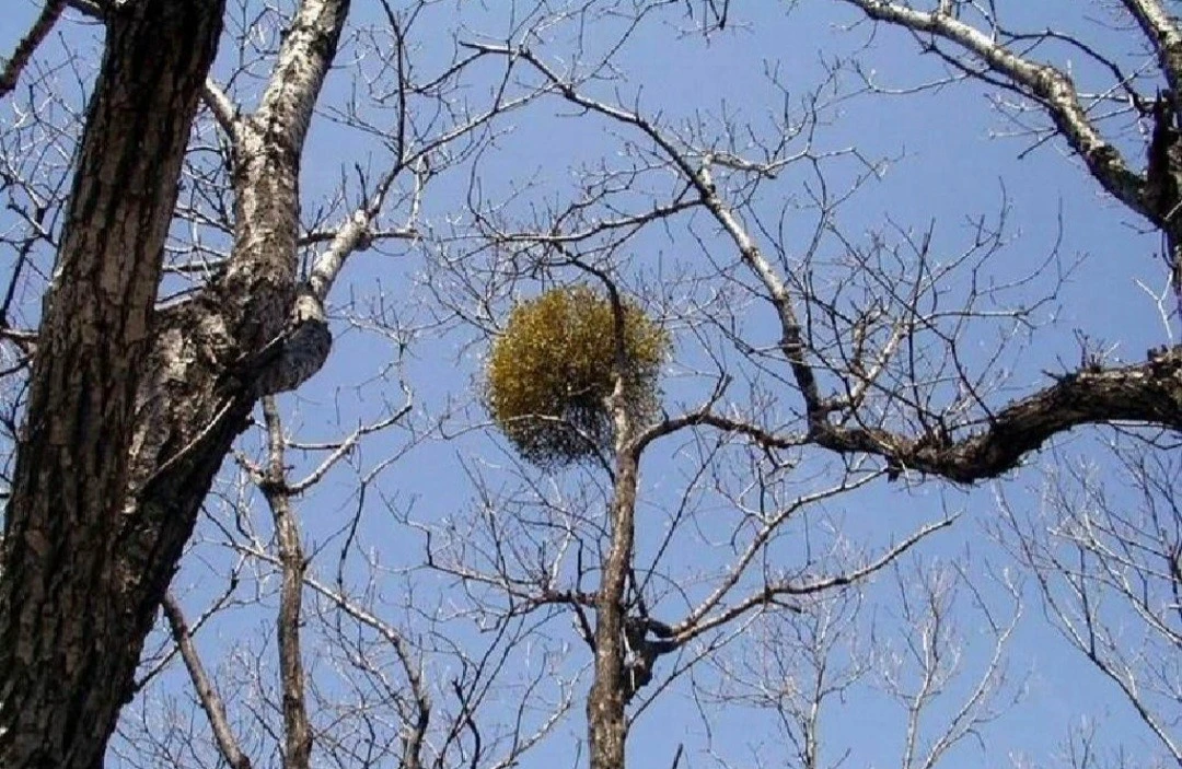 7_a4cUd018svcd0zvdyljq0ql_bs5d46.jpg?type=e1920_std