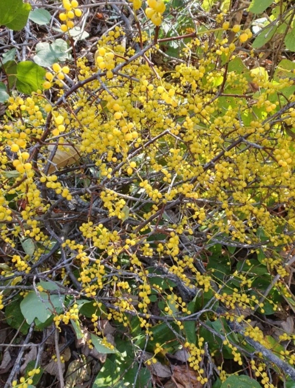 7_b4cUd018svc1khgvgf1y1v7w_bs5d46.jpg?type=e1920_std