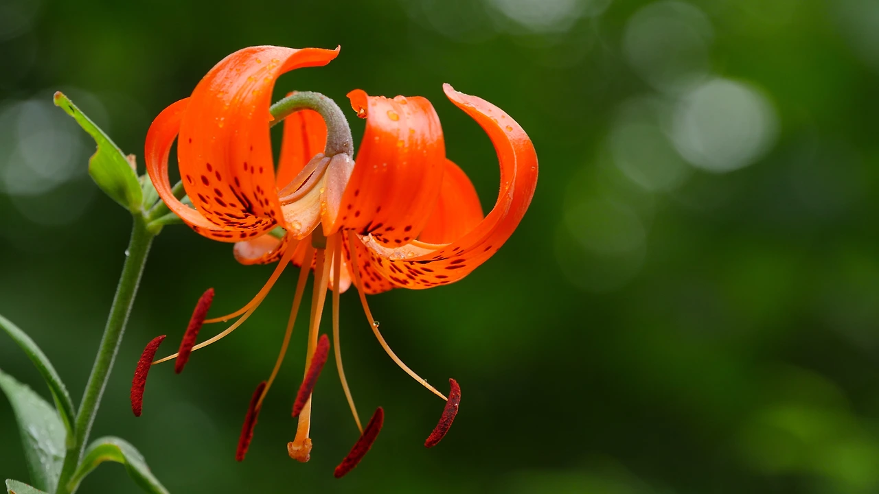 깨끗한 마음-박주영-털중나리.JPG