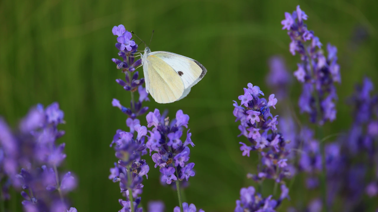 e10cc4a37c4ff66588924dd4e44ac6fea3cc7f7e.jfif