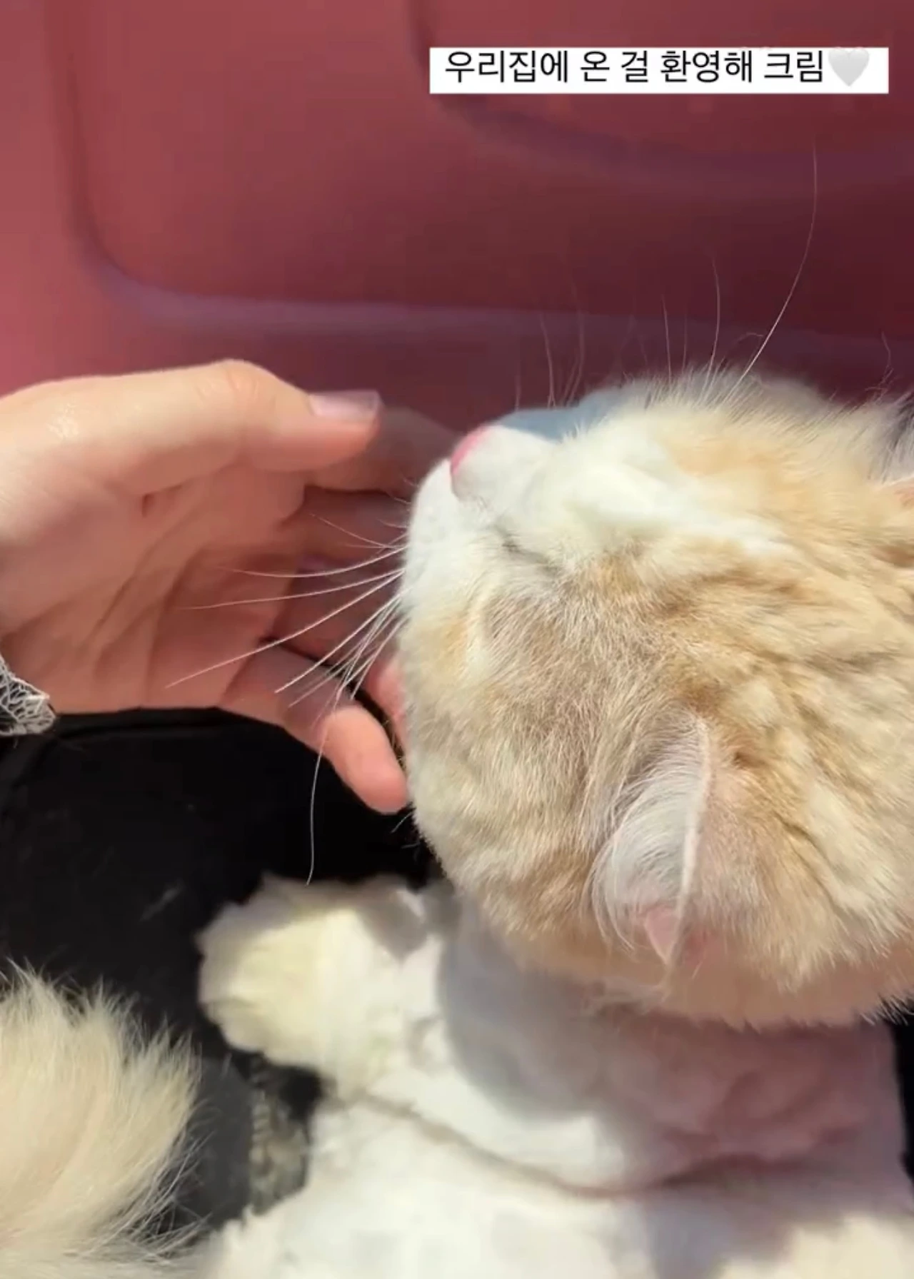 KakaoTalk_Photo_2025-03-07-12-36-55 001.jpeg