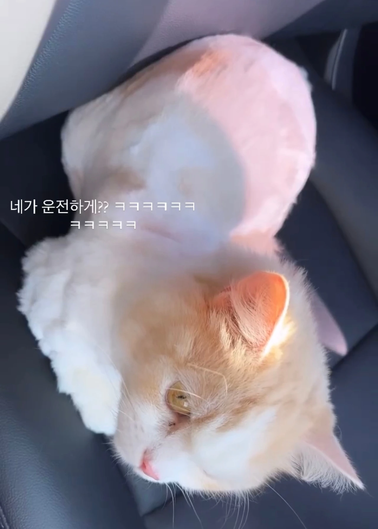 KakaoTalk_Photo_2025-03-07-12-36-55 002.jpeg