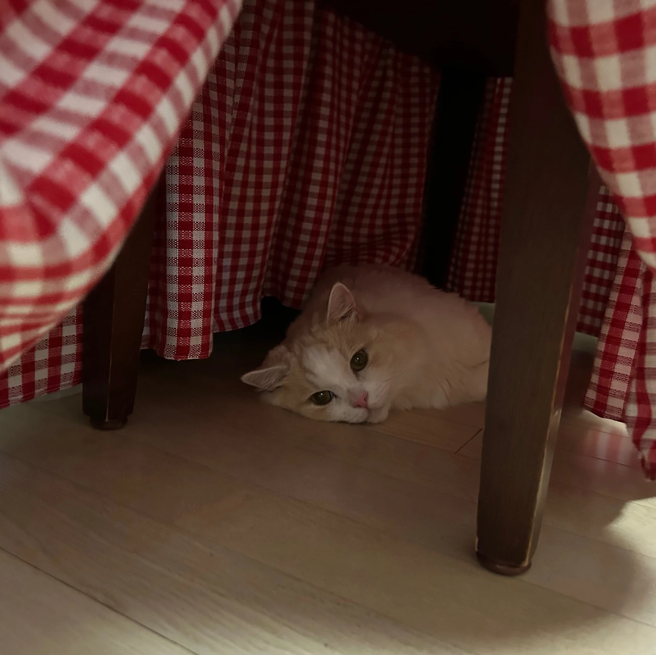 KakaoTalk_Photo_2025-03-15-16-08-47 003.jpeg