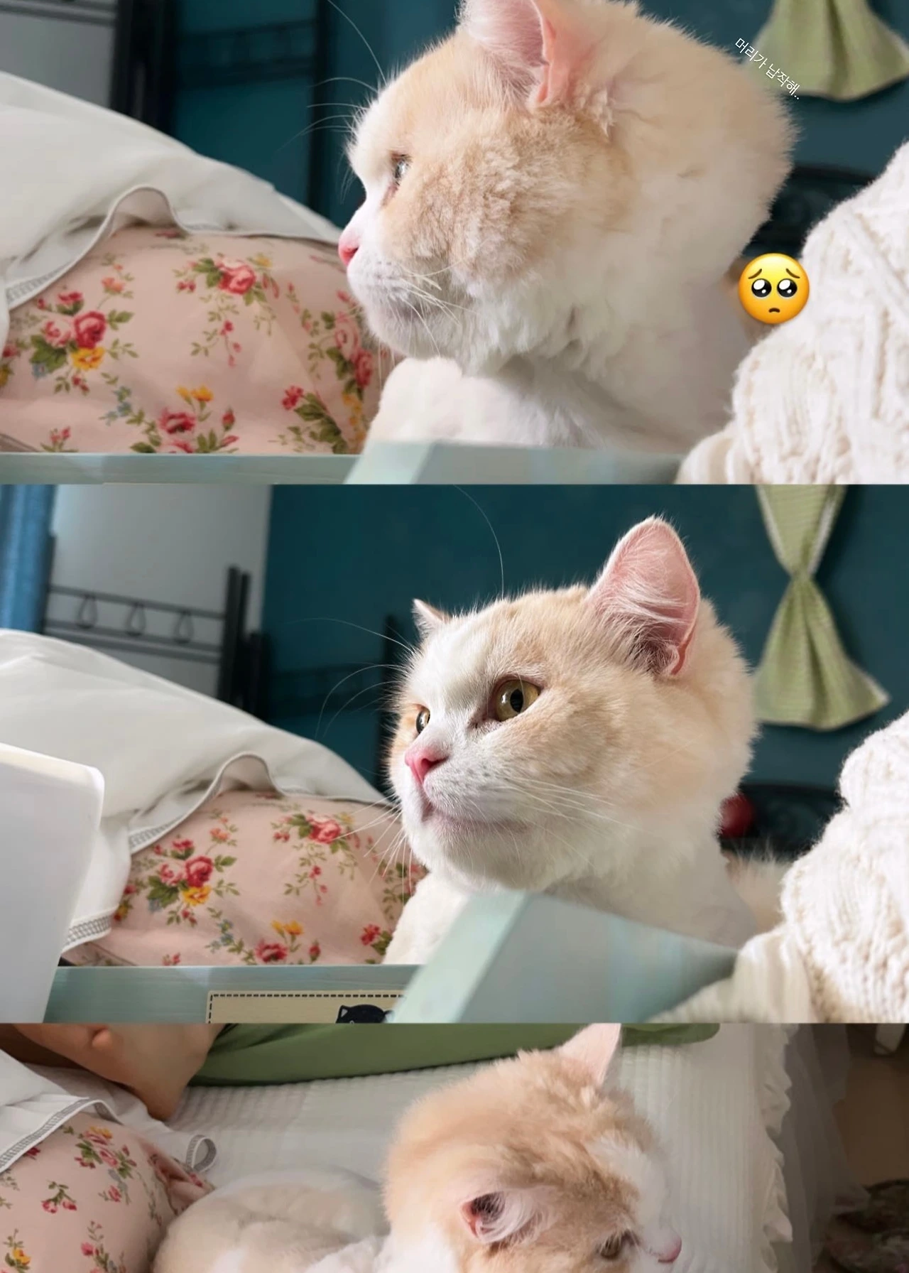 KakaoTalk_Photo_2025-03-07-12-36-58 005.jpeg