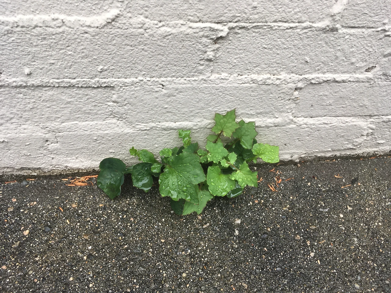 틈 사이 풀-꽃.JPG