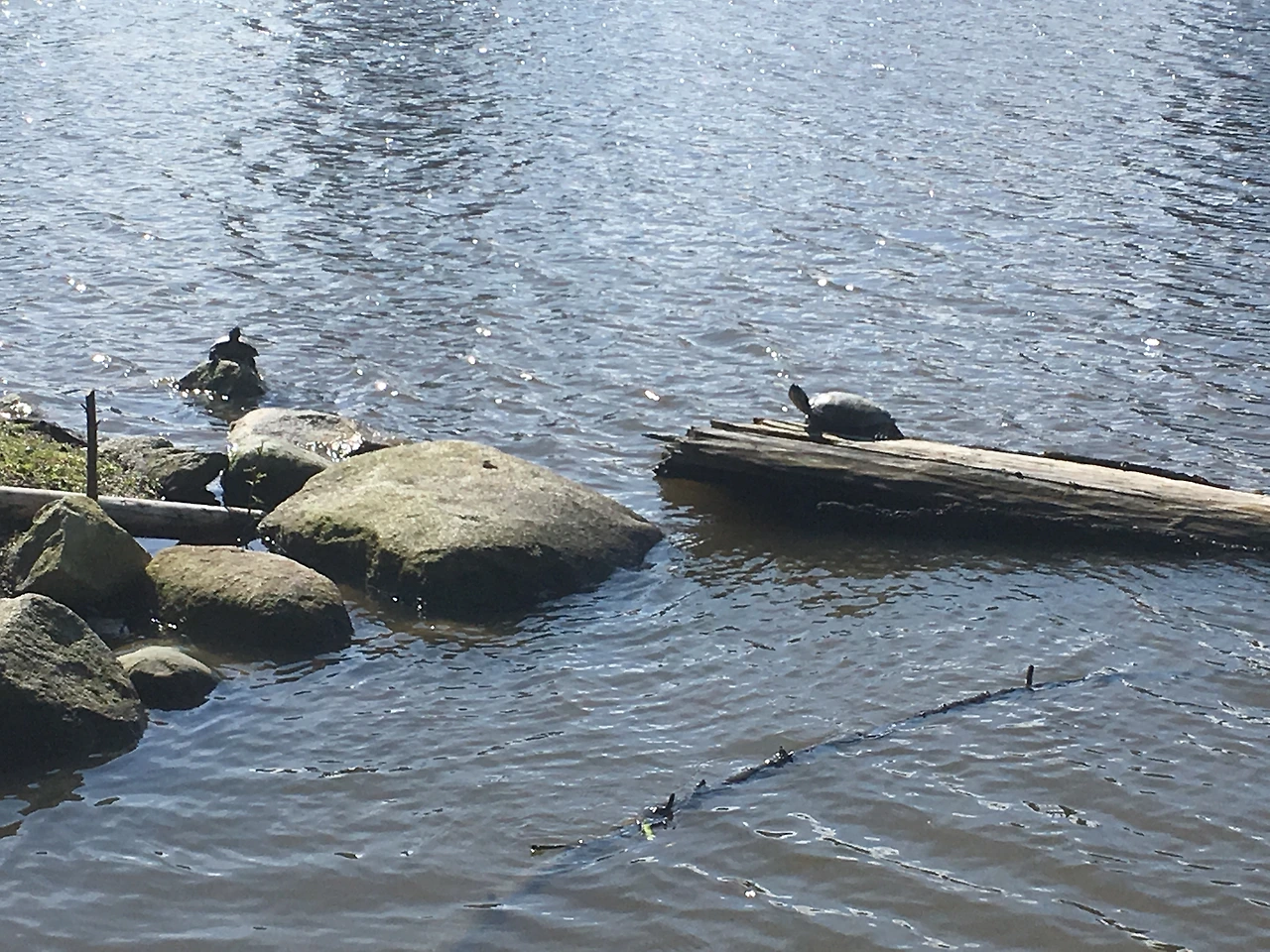 소리 없는 아우성 1.JPG