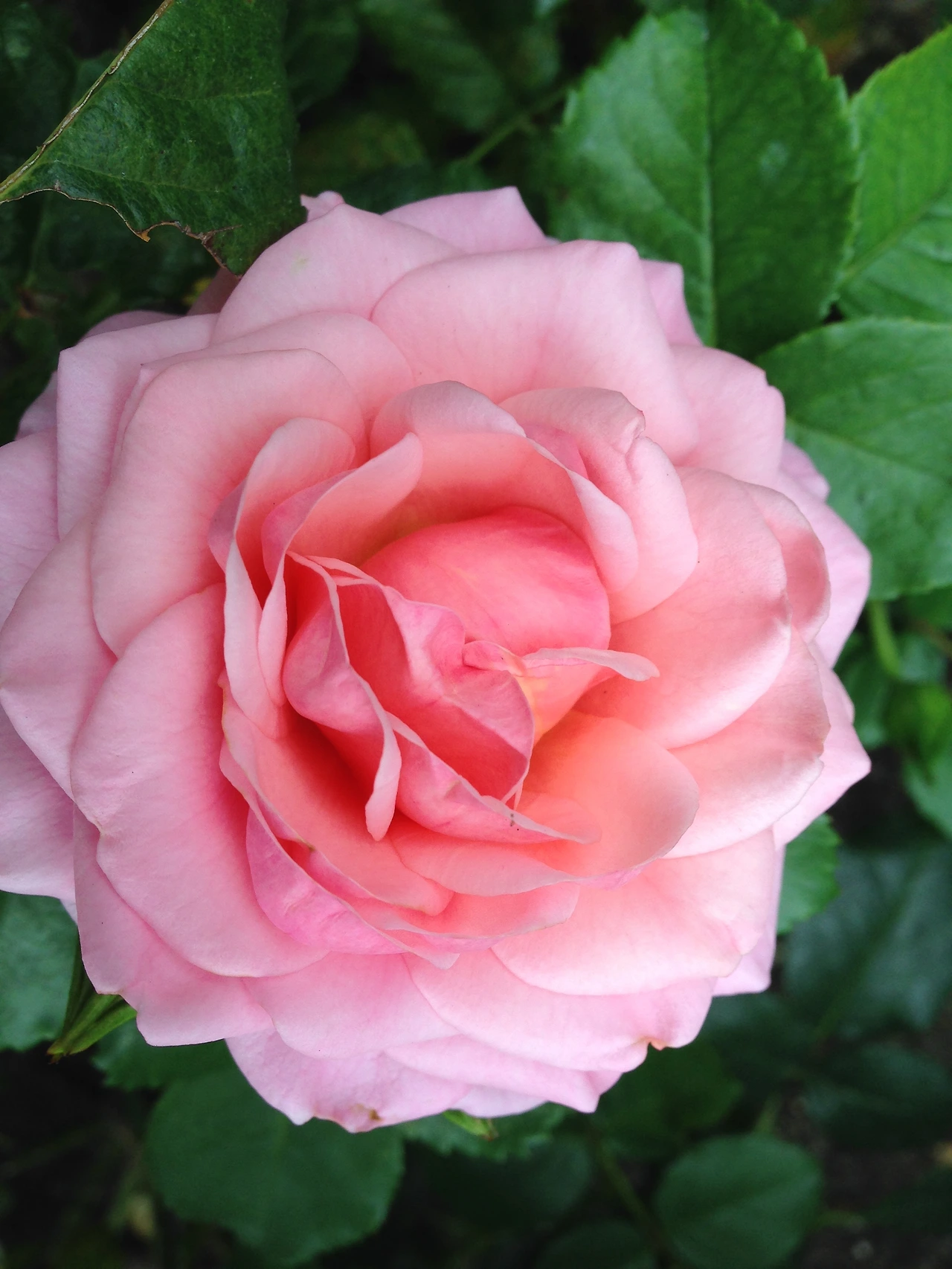 어느 화려했던 나무를 추억하며 2.JPG