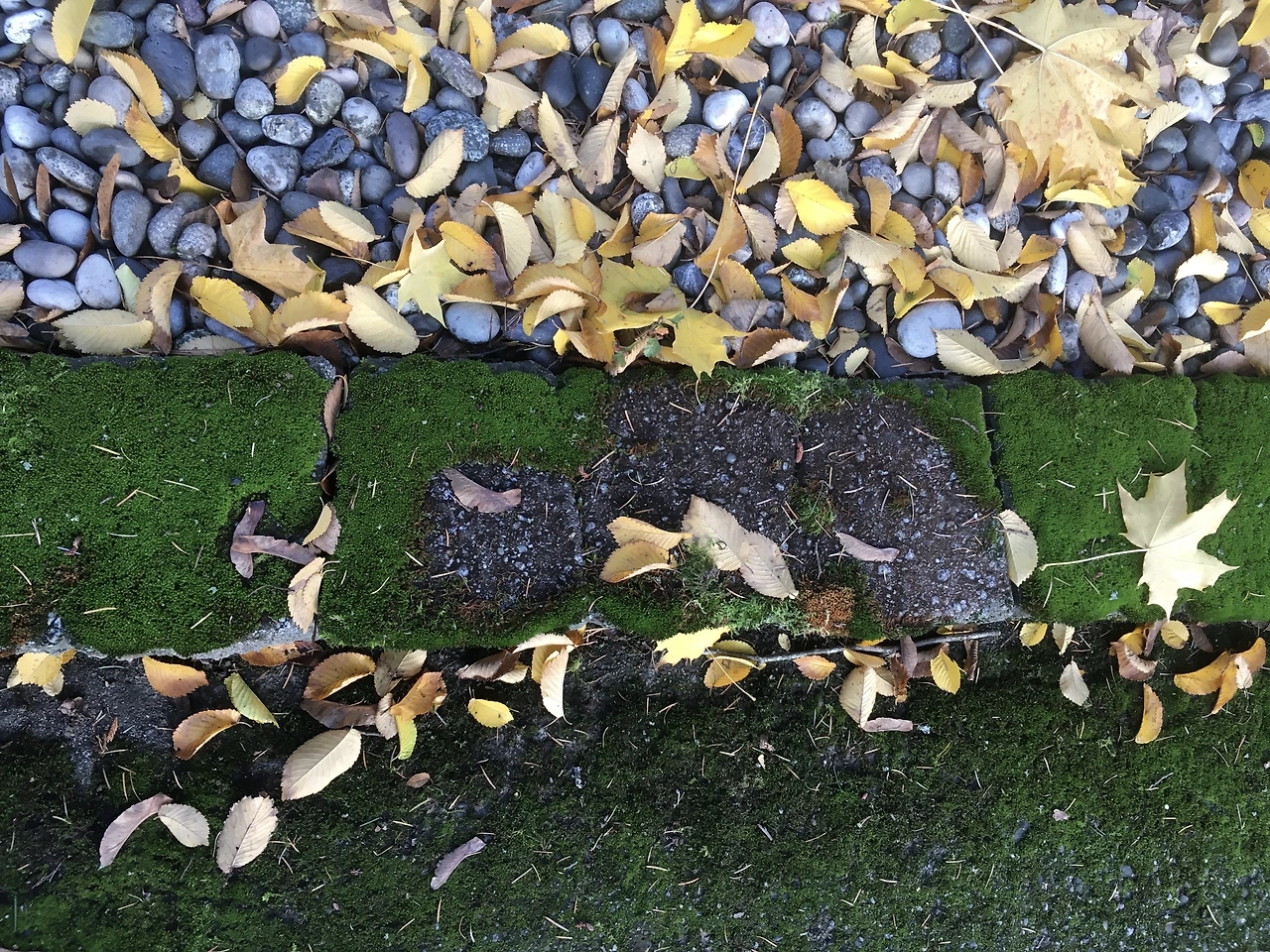 낙엽 품은 돌, 낙엽 품은 이끼.JPG