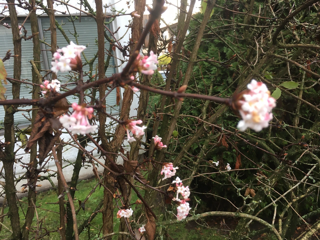 요한의 광야의 매화꽃.JPG