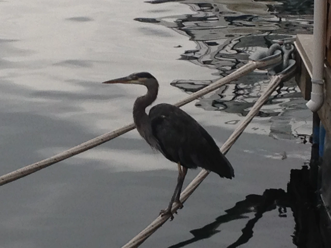 소리 없는 아우성 2.JPG