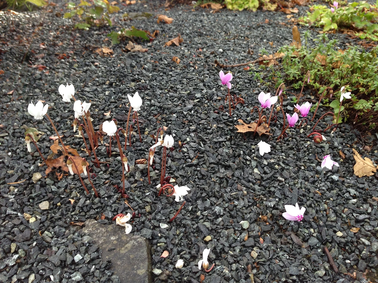 서로 놀라며 걷는 길 1.JPG