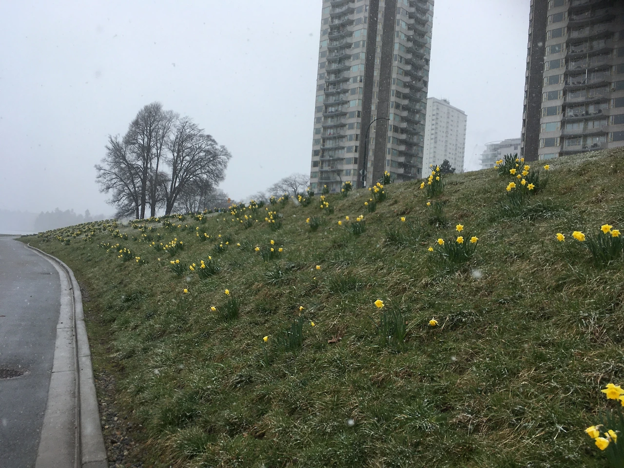 첫눈과 수선화 2.JPG