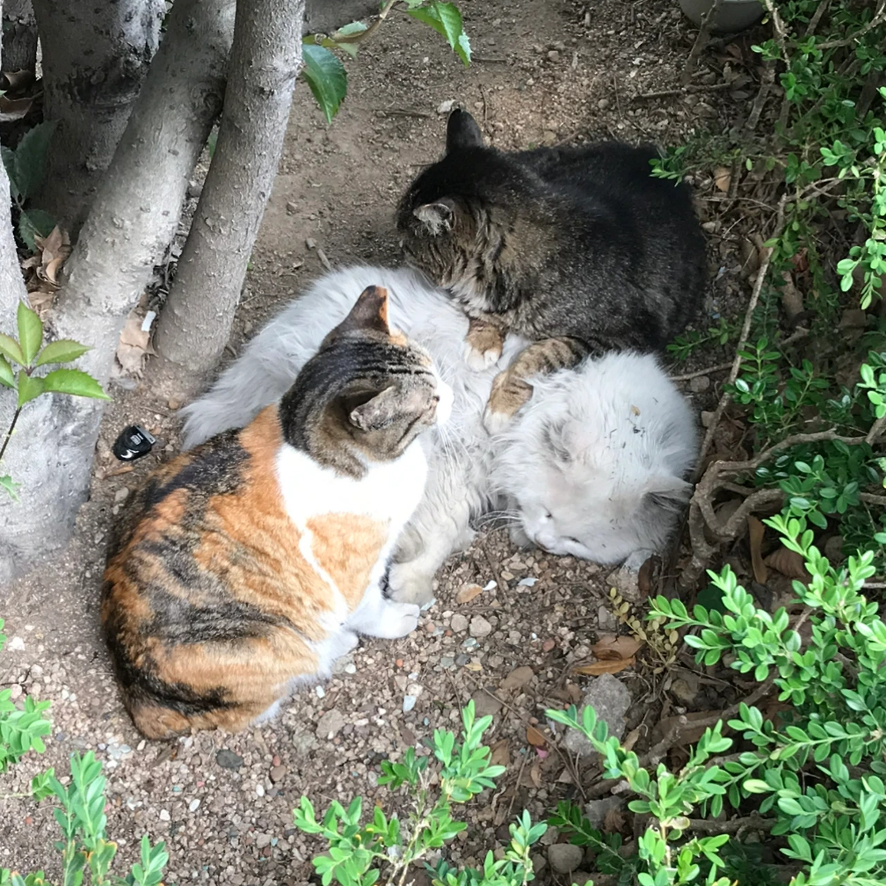 고양이도 돌봄 노동을 합니다 (2)