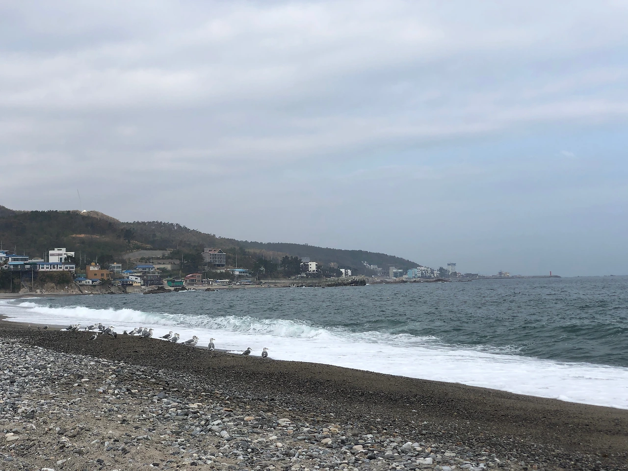 파도치는 감포해변에 갈매기들이 줄지어 앉은 풍경.jpeg