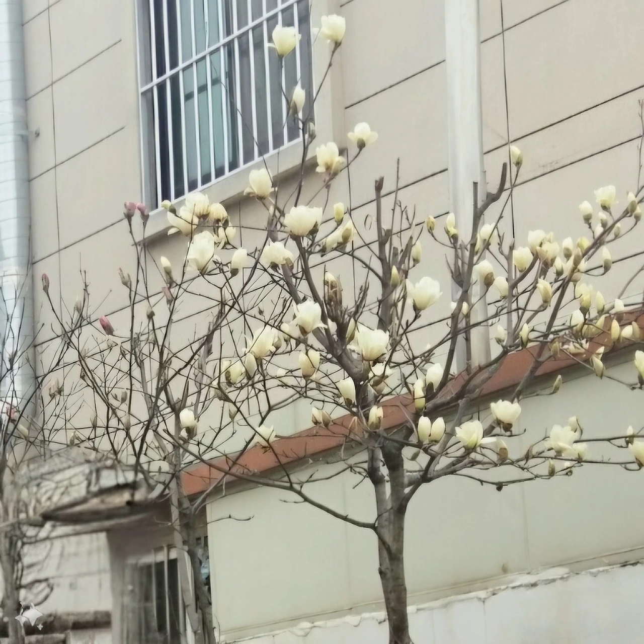 하얀 목련꽃 사진.jpeg