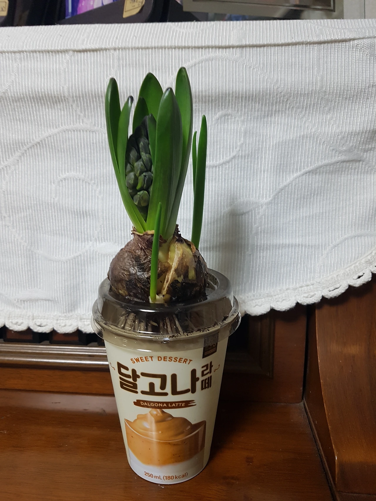 서문시장에서 사온 히야신스 알뿌리 촉이 올라온 모습 .jpeg