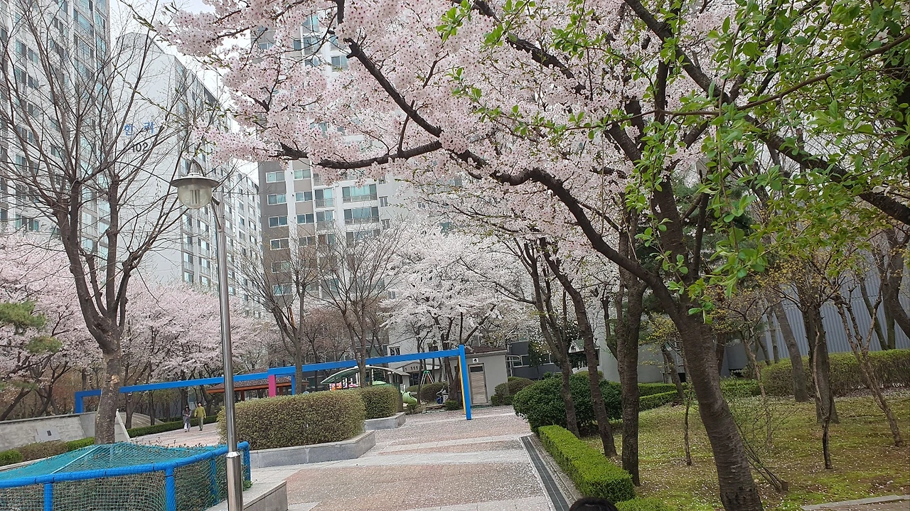 아파트내 벛꽃들1.jpeg