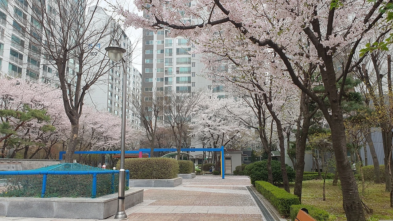 아파트내 벛꽃들3.jpeg