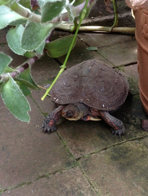 img_0375.jpg?w=497&h=657