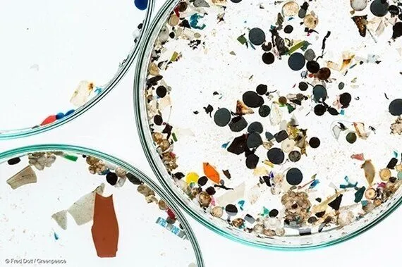 그린피스 선박 벨루가 11호가 채취한 물 시료에서 나온 미세플라스틱. 그린피스. 2016.08.18..jpeg