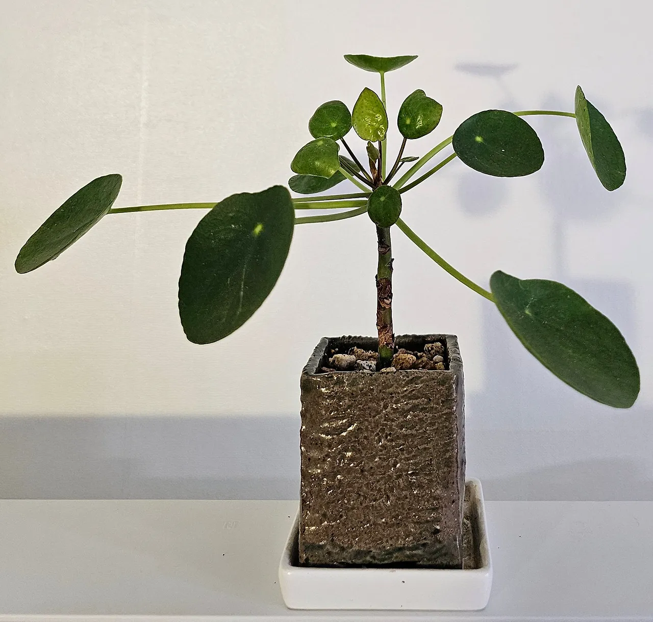 1000043123.jpg?type=w1600