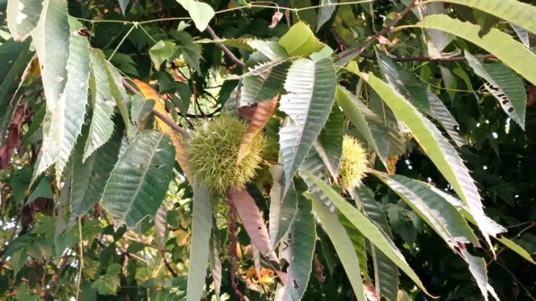 20240907%EF%BC%BF181105018.jpg?type=w773