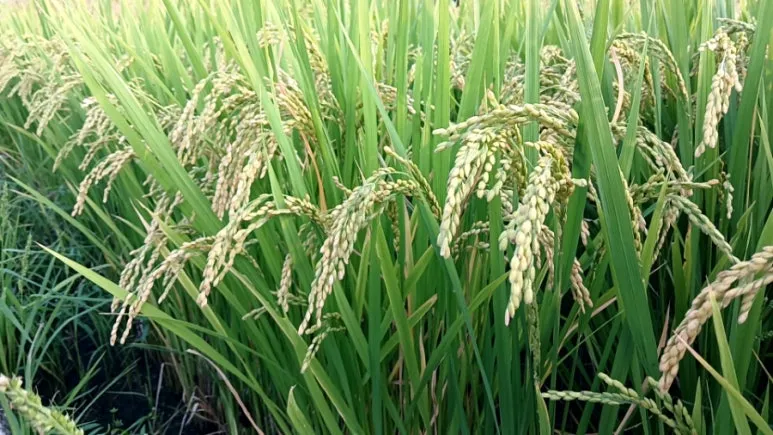 20240907%EF%BC%BF180647730.jpg?type=w773