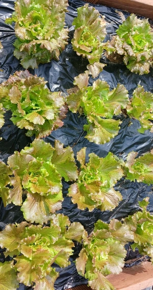 900%EF%BC%BF20250518%EF%BC%BF094453.jpg?type=w773