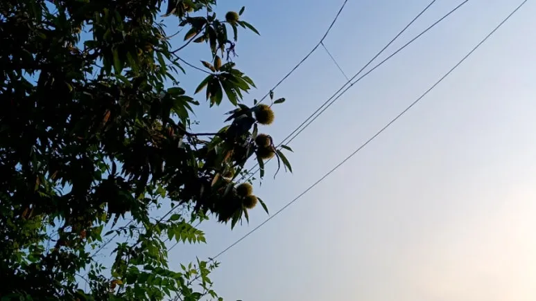 20240907%EF%BC%BF181021592.jpg?type=w773