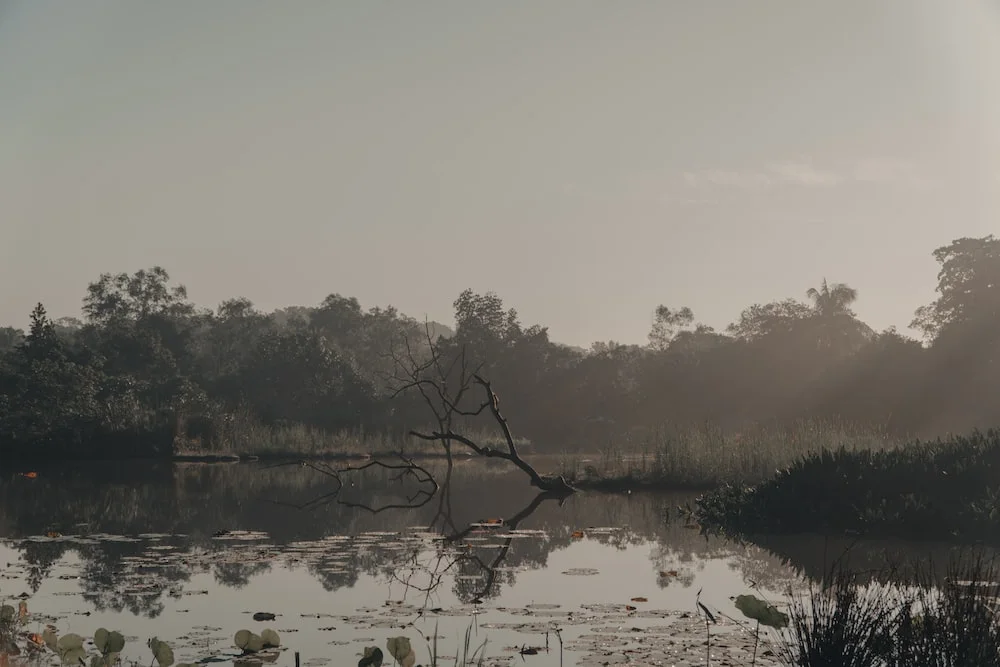 photo-1617015626700-d5abc4702f98?ixlib=rb-4.0.3&ixid=M3wxMjA3fDB8MHxwaG90by1wYWdlfHx8fGVufDB8fHx8fA%3D%3D&auto=format&fit=crop&w=1000&q=80