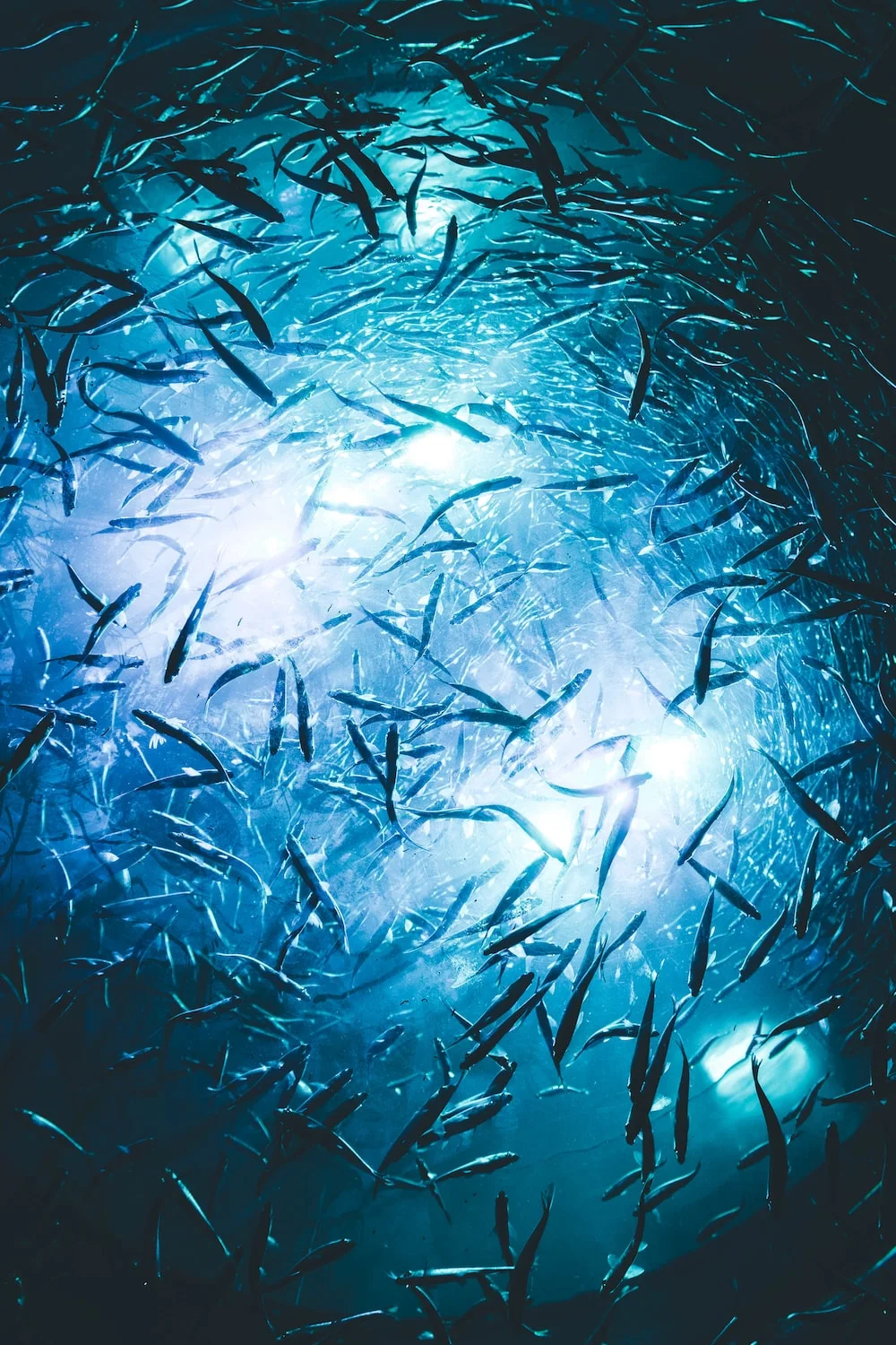 photo-1596519398082-726c1594c985?ixlib=rb-4.0.3&ixid=M3wxMjA3fDB8MHxwaG90by1wYWdlfHx8fGVufDB8fHx8fA%3D%3D&auto=format&fit=crop&w=1000&q=80