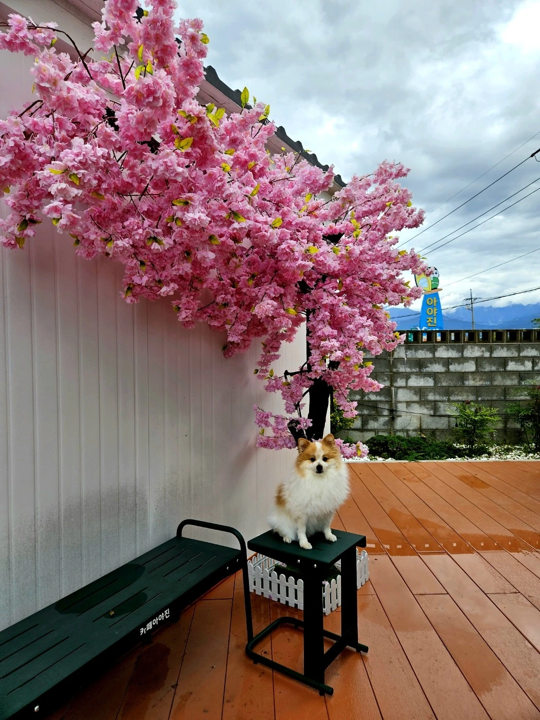 벚꽃.jpeg