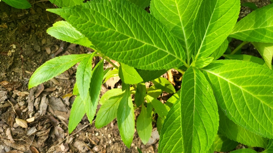 900%EF%BC%BF20250802%EF%BC%BF081940.jpg?type=w1