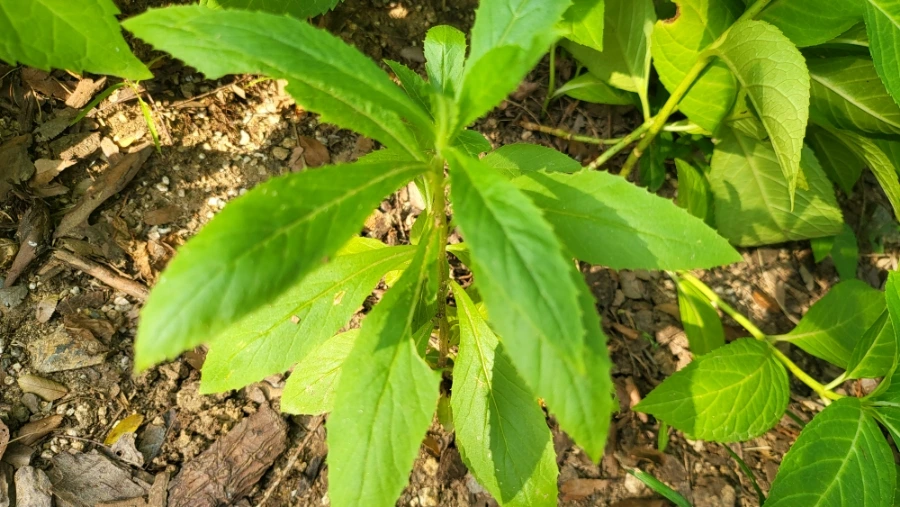 900%EF%BC%BF20250802%EF%BC%BF082024.jpg?type=w1