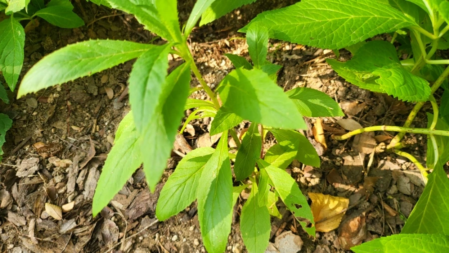 900%EF%BC%BF20250802%EF%BC%BF081951.jpg?type=w1