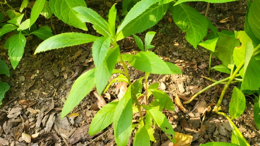 900%EF%BC%BF20250802%EF%BC%BF082016.jpg?type=w1