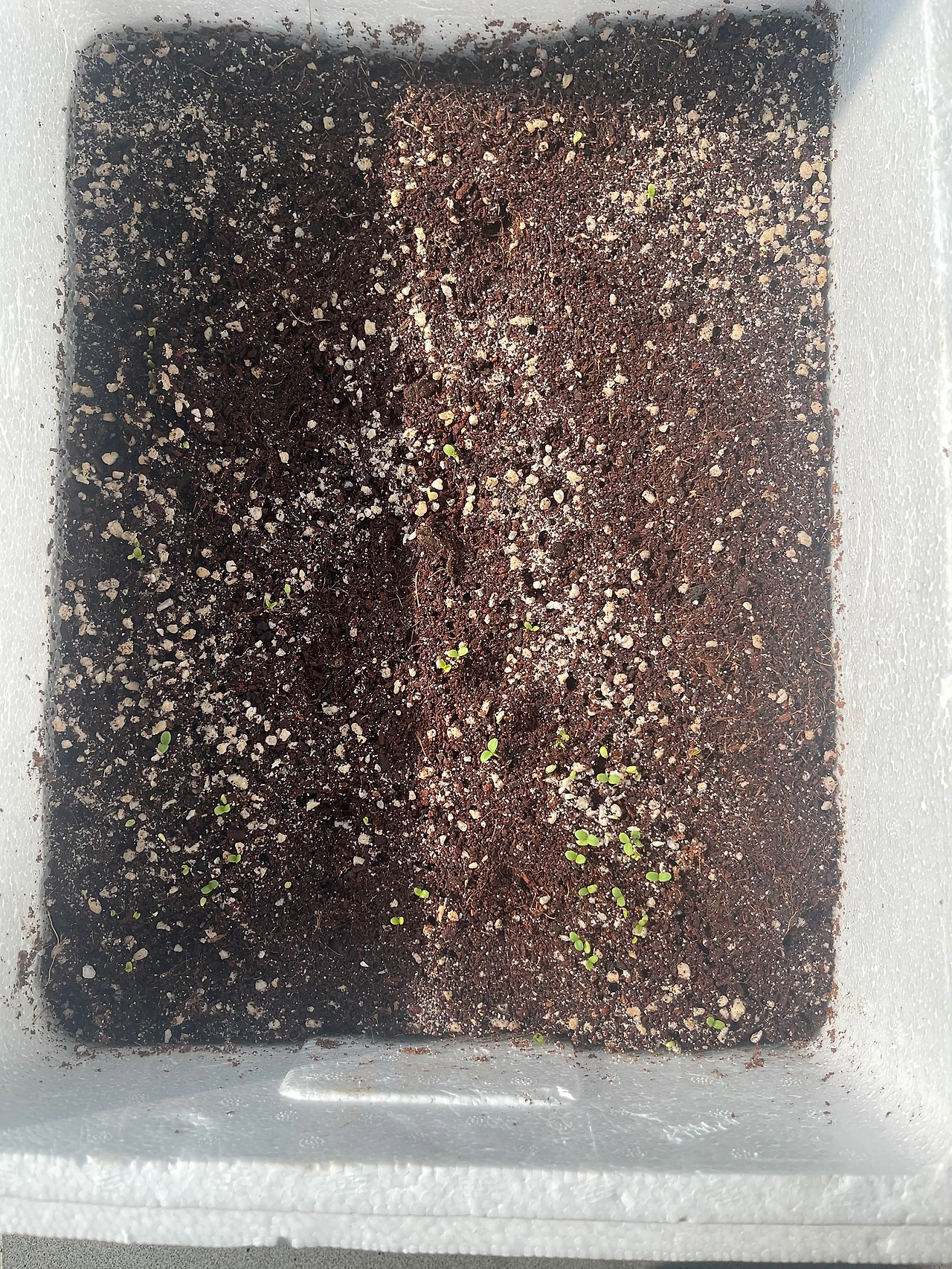 IMG_3557.JPG?type=w1600