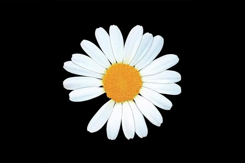 https%3A%2F%2Fkr.hypebeast.com%2Ffiles%2F2019%2F07%2Fpeaceminusone-nike-air-force-1.jpg?q=75&amp;w=800&amp;cbr=1&amp;fit=max