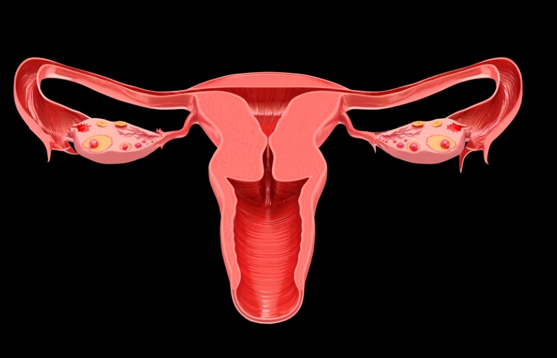 4-3. 그림(분당제일여성병원 블로그).PNG