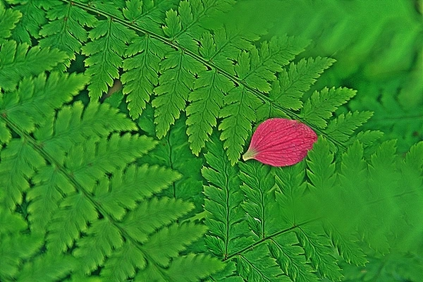 꽃잎에 나를 대입해보았다.JPG