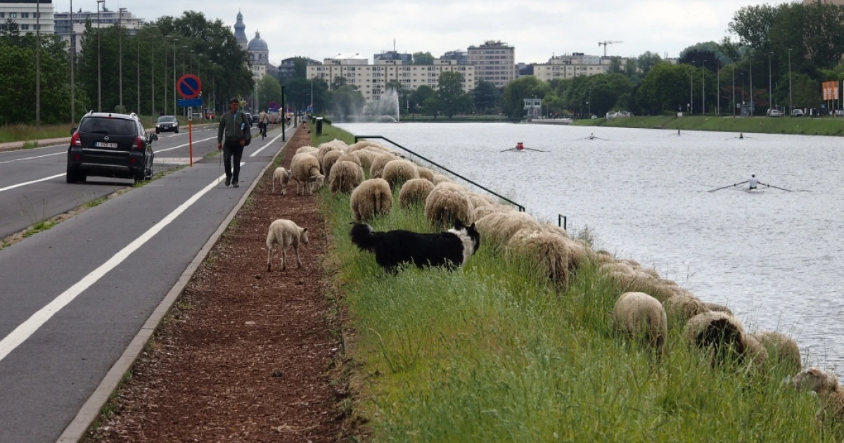 Stadsherder%20Gent%201.jpg?itok=ytuPXDv0
