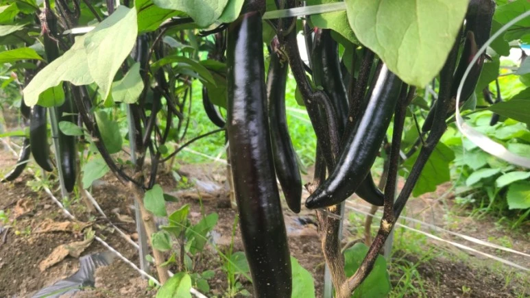 1688639119352.jpg?type=w773