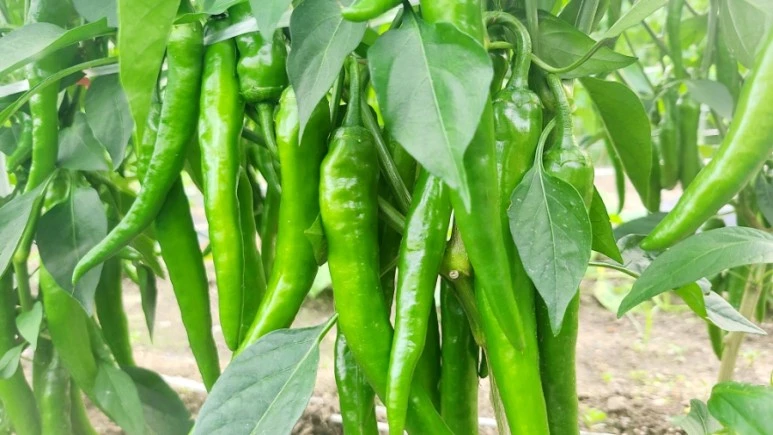 1688639119110.jpg?type=w773