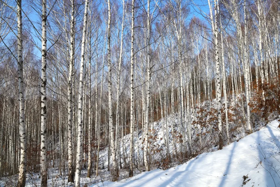 12%EC%9B%9426%EC%9D%BC_(80).JPG?type=w966