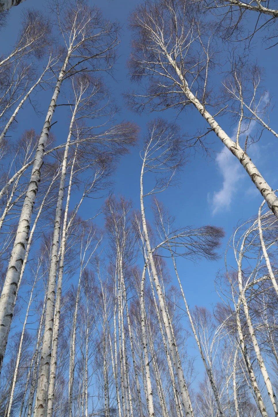 12%EC%9B%9426%EC%9D%BC_(106).JPG?type=w966