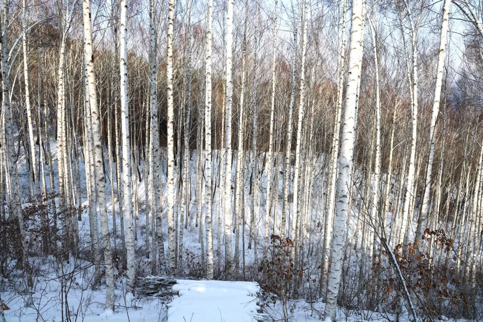 12%EC%9B%9426%EC%9D%BC_(30).JPG?type=w966