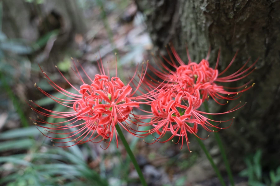 SE-9623d18a-e7a6-43db-b891-aaccdea1e9f7.jpg?type=w1